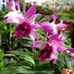 Dendrobium Ceasar Red Big Lip - BS