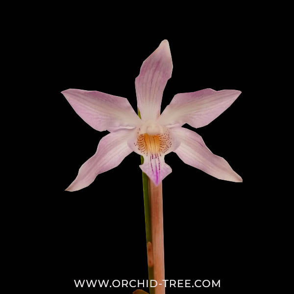 Cattleya Schomburgkia Thomsoniana X Cauldron Bicornutum Orchid Plant - BS - Buy Orchids Plants Online by Orchid-Tree.com