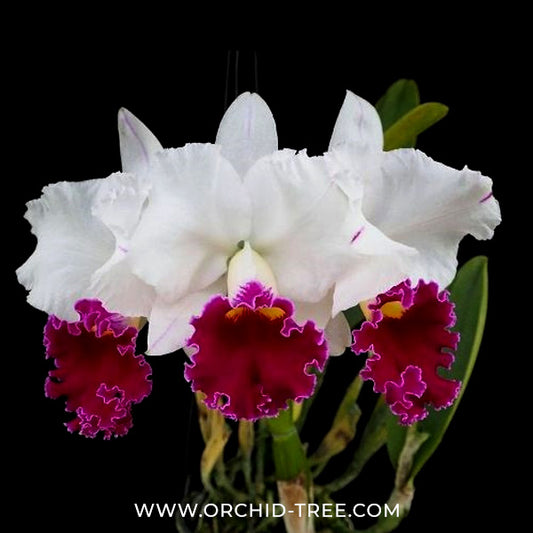 Cattleya Chyong Guu Swan Orchid Plant - BS