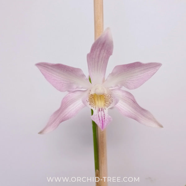 Cattleya Schomburgkia Thomsoniana X Cauldron Bicornutum Orchid Plant - BS - Buy Orchids Plants Online by Orchid-Tree.com