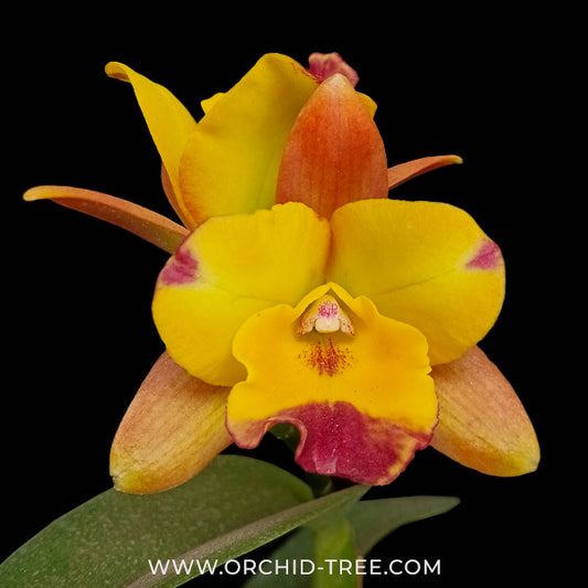 Cattleya (Rth.) Chomyong Fairy Orchid Plant - FF (Open Flower) - Buy Orchids Plants Online by Orchid-Tree.com