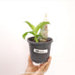 Catasetum barbatum Sp. Orchid plant- BS