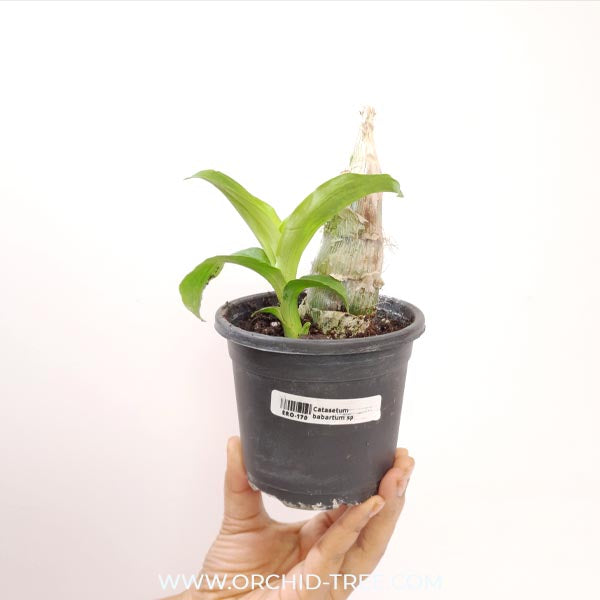 Catasetum barbatum Sp. Orchid plant- BS
