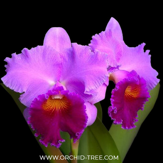 Cattleya (Blc.) Bonanza Queen 'Panamint' Orchid Plant - BS