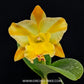 Cattleya River Kwai Bridge Orchid Plant - BS