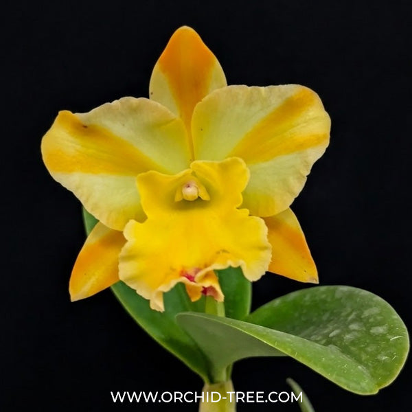 Cattleya River Kwai Bridge Orchid Plant - BS