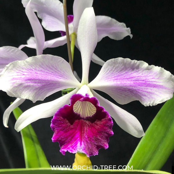 Cattleya (L.) purpurata var. striata × sib Orchid Plant - BS
