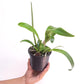 Cattleya Kozo's Scarlet 'Vi-Emi' Orchid Plant - NBS