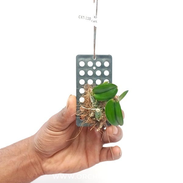 Cattleya (Sophronitis) cernua sp. Orchid Plant - BS