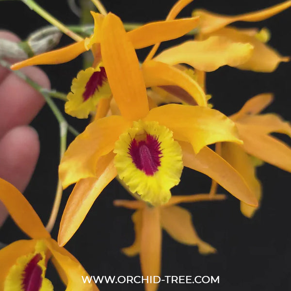 Dendrobium Chantaboon Sunrise Orchid Plant - BS - Buy Orchids Plants Online by Orchid-Tree.com