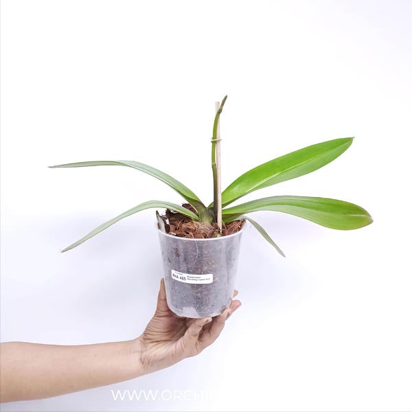 Phalaenopsis Charming Crystal Ball Orchid Plant - FF