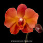 Phalaenopsis Charming Flamingo Orchid Plant - BS