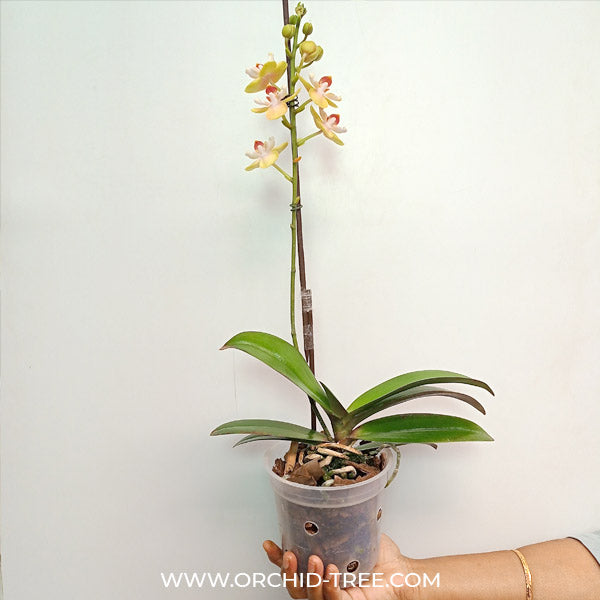 Phalaenopsis Charming Sunshine - FF