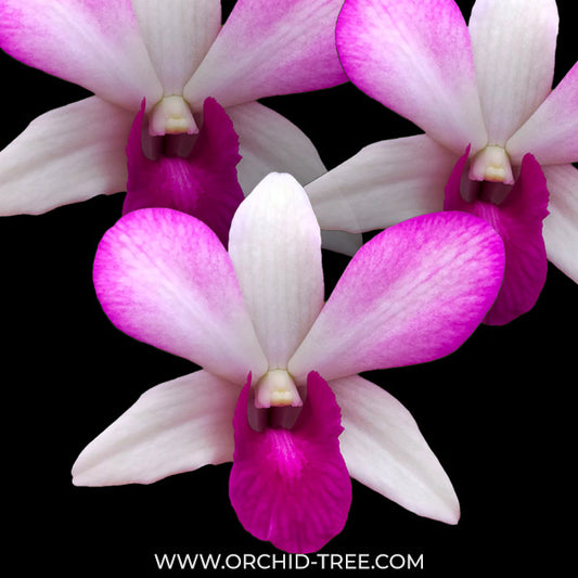 Dendrobium Charming White x Tuang Pink - BS