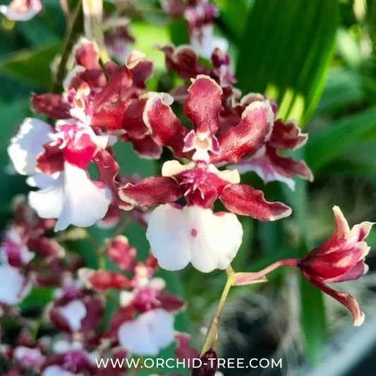 Oncidium Sharry Baby 'Chocolate' Orchid Plant - MS - Buy Orchids Plants Online by Orchid-Tree.com
