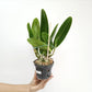 Cattleya (Rlc.) Chonburi Red Orchid Plant - BS