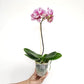 Phalaenopsis Claire Galaxy Orchid Plant - FF