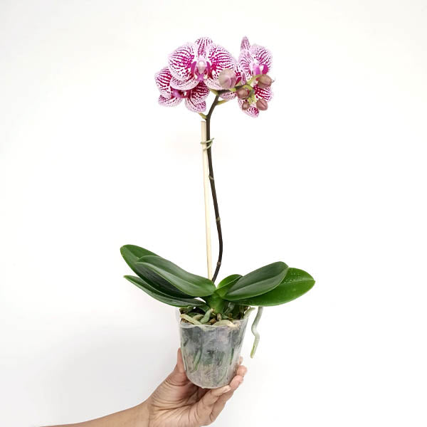 Phalaenopsis Claire Galaxy Orchid Plant - FF