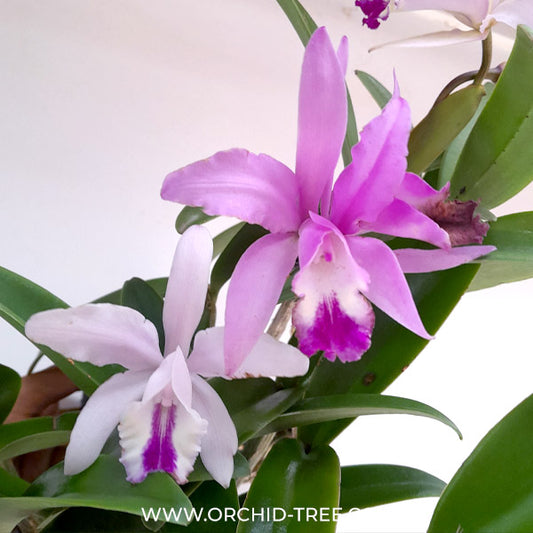 Cattleya Claradiana Orchid Plant - BS