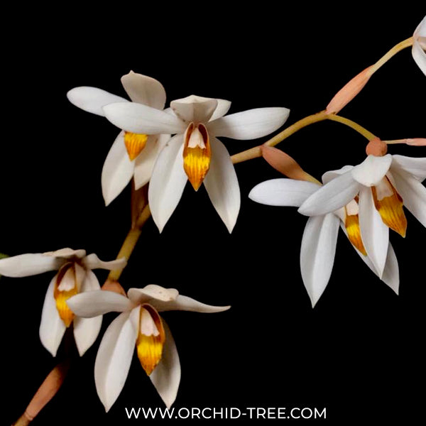 Coelogyne pachystachya sp. Orchid Plant - BS