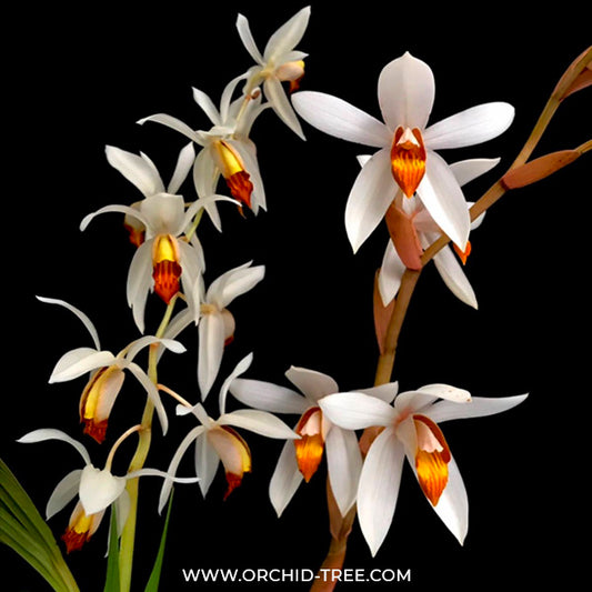 Coelogyne pachystachya sp. Orchid Plant - BS