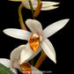Coelogyne pachystachya sp. Orchid Plant - BS