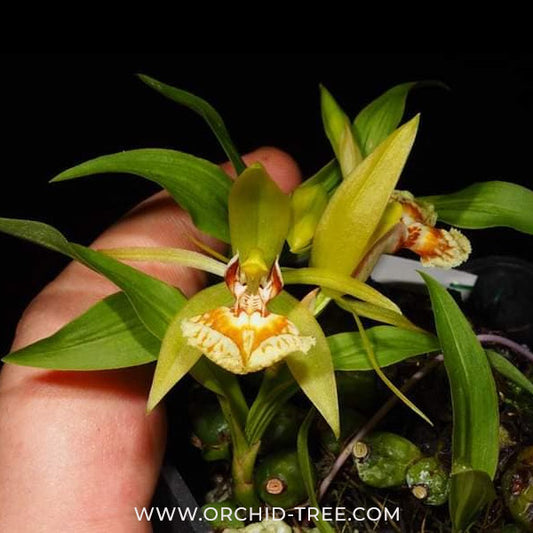 Coelogyne schilleriana sp. Orchid Plant - BS - Buy Orchids Plants Online by Orchid-Tree.com