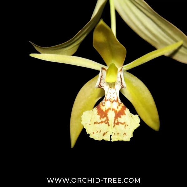 Coelogyne schilleriana sp. Orchid Plant - BS - Buy Orchids Plants Online by Orchid-Tree.com