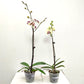 Phalaenopsis Combo Pack of 2 - FF