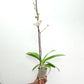 Phalaenopsis Crescent Dancer - FF