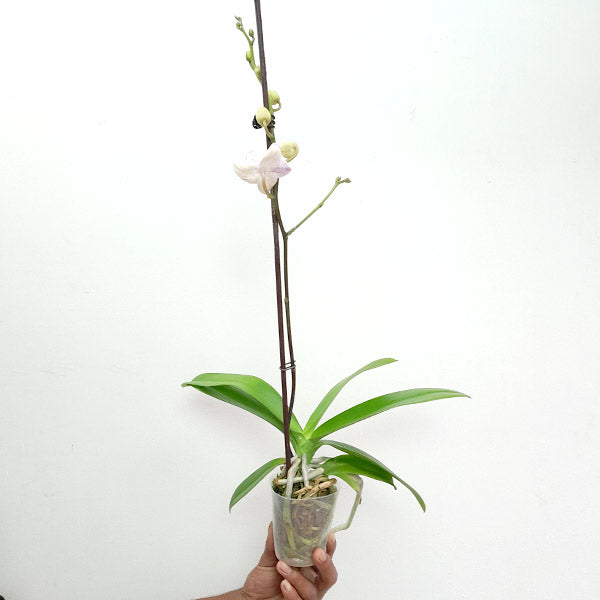 Phalaenopsis Crescent Dancer - FF