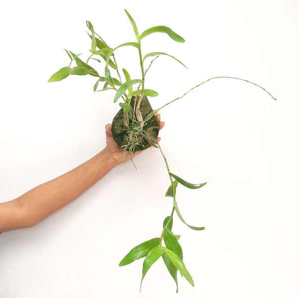 Dendrobium crumenatum sp. Orchid Plant - BS