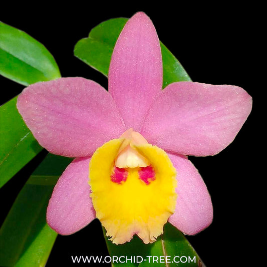 Cattleya (Sc.) Crystelle Smith 'N.R' - Orchid plant (Miniature) - BS