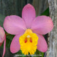 Cattleya (Sc.) Crystelle Smith 'N.R' - Orchid plant (Miniature) - BS