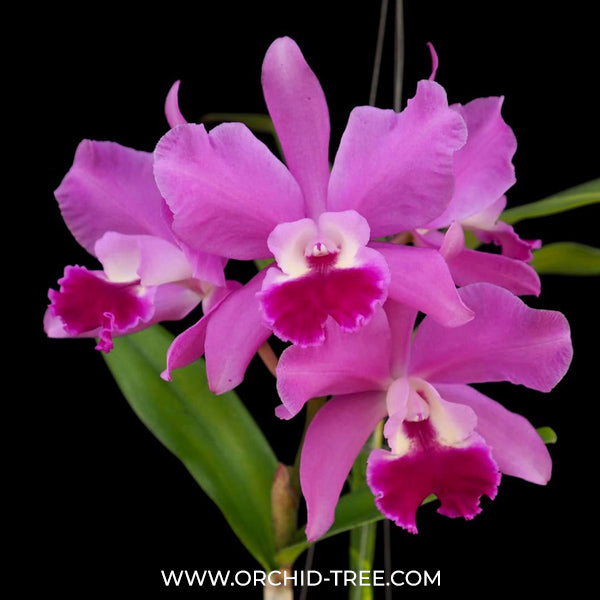 Cattleya (Ctt.) Porcia 'Canivasaro' x Yen Amethyst Orchid Plant - BS