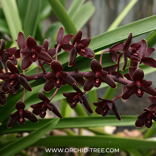 Cymbidium Little Black Sambo 'Black Magic' Orchid Plant - BS