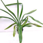 Grammatocymbidium Lovely Melody Lipstick - BS