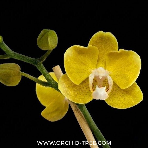 Phalaenopsis Dame Etna Orchid Plant - FF - Buy Orchids Plants Online by Orchid-Tree.com