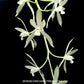 Cymbidium dayanum alba - BS