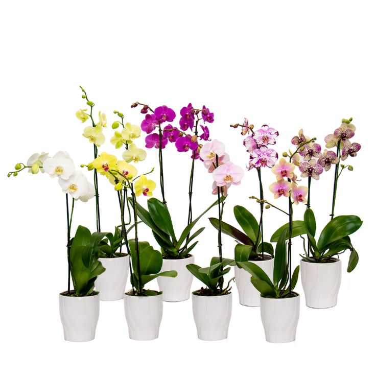 Phalaenopsis in Spike in Ceramic Planter | Subscription Pack - Buy Orchids Plants Online by Orchid-Tree.com