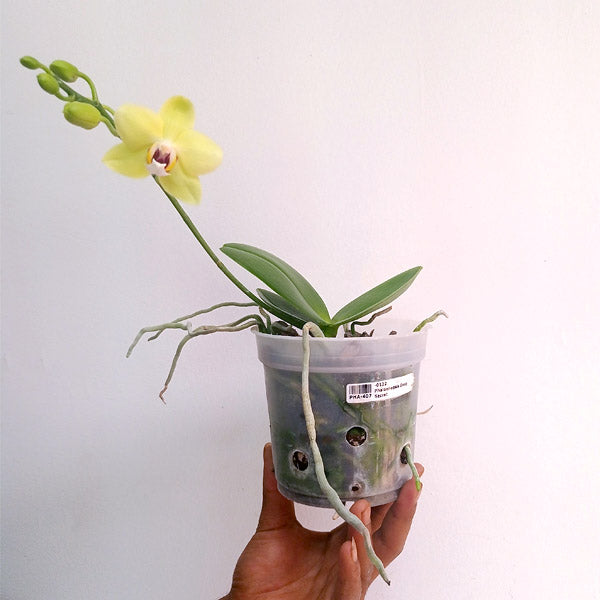 Phalaenopsis Deep Secret - FF