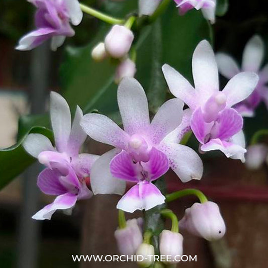 Phalaenopsis deliciosa sp. - BS