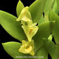 Dendrobium terminale sp. Orchid Plants - BS
