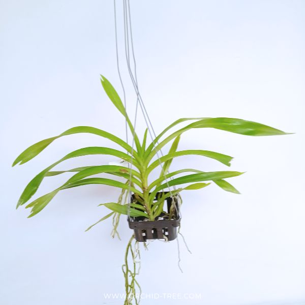 Vanda denisoniana sp. Orchid Plant- BS - Buy Orchids Plants Online by Orchid-Tree.com