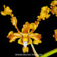 Dendrobium discolor sp. - BS