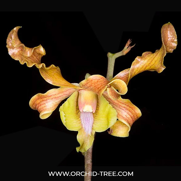 Dendrobium discolor sp. - BS