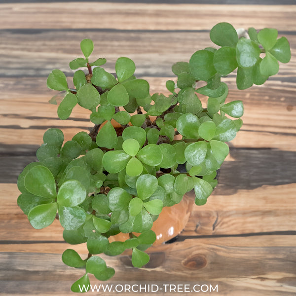 Jade Dog | Arrangement in Ceramic Planter