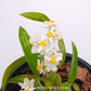 Oncidium Tsiku Marguerite 'Chian-Tzy Dragon #1' - Miniature Orchid Plant - BS - Buy Orchids Plants Online by Orchid-Tree.com