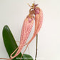 Bulbophyllum Elizabeth Ann Buckleberry Orchid Plant - BS