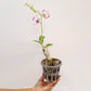 Dendrobium Enobi Splash Orchid Plant- BS